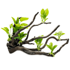 Plant driftwood