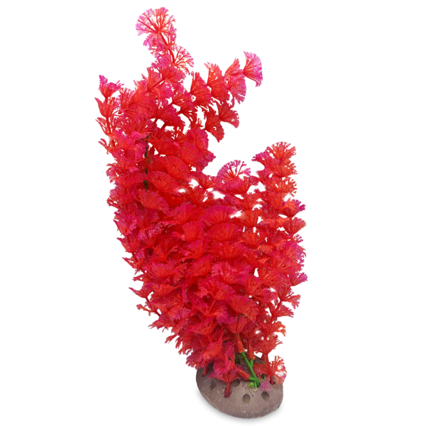 H2o Pro Red Aquarium Plant