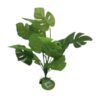 large leaf aquarium plant large