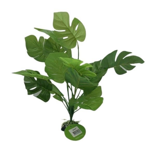 large leaf aquarium plant large