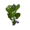 Large Leaf Aquarium Plant Medium