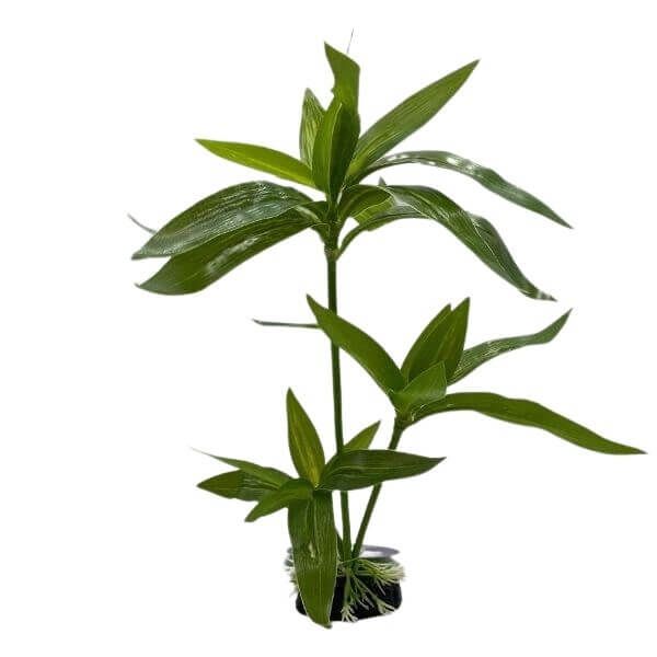 palm_plsatic_plants