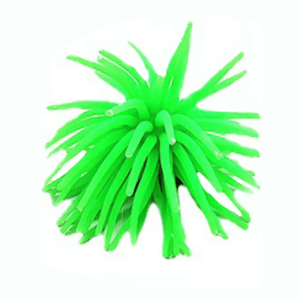 ANEMONE Aquarium Plant Green