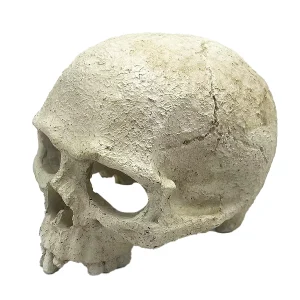 Skull Reptile Ornament_3