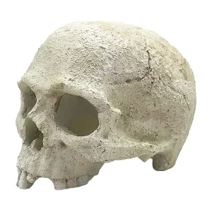 Skull Reptile Ornament_4