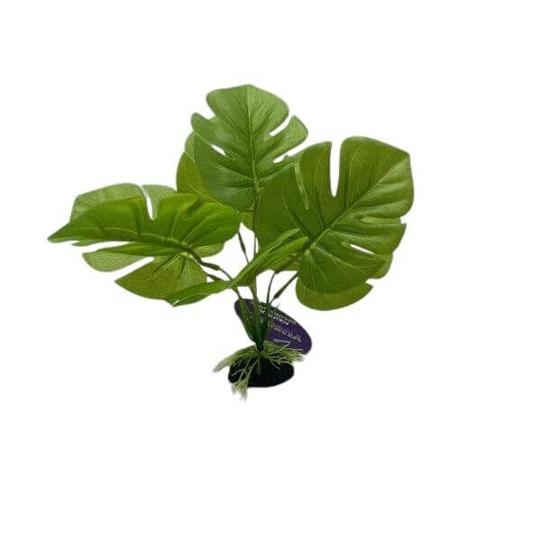 Large Leaf Aquarium Plant Small