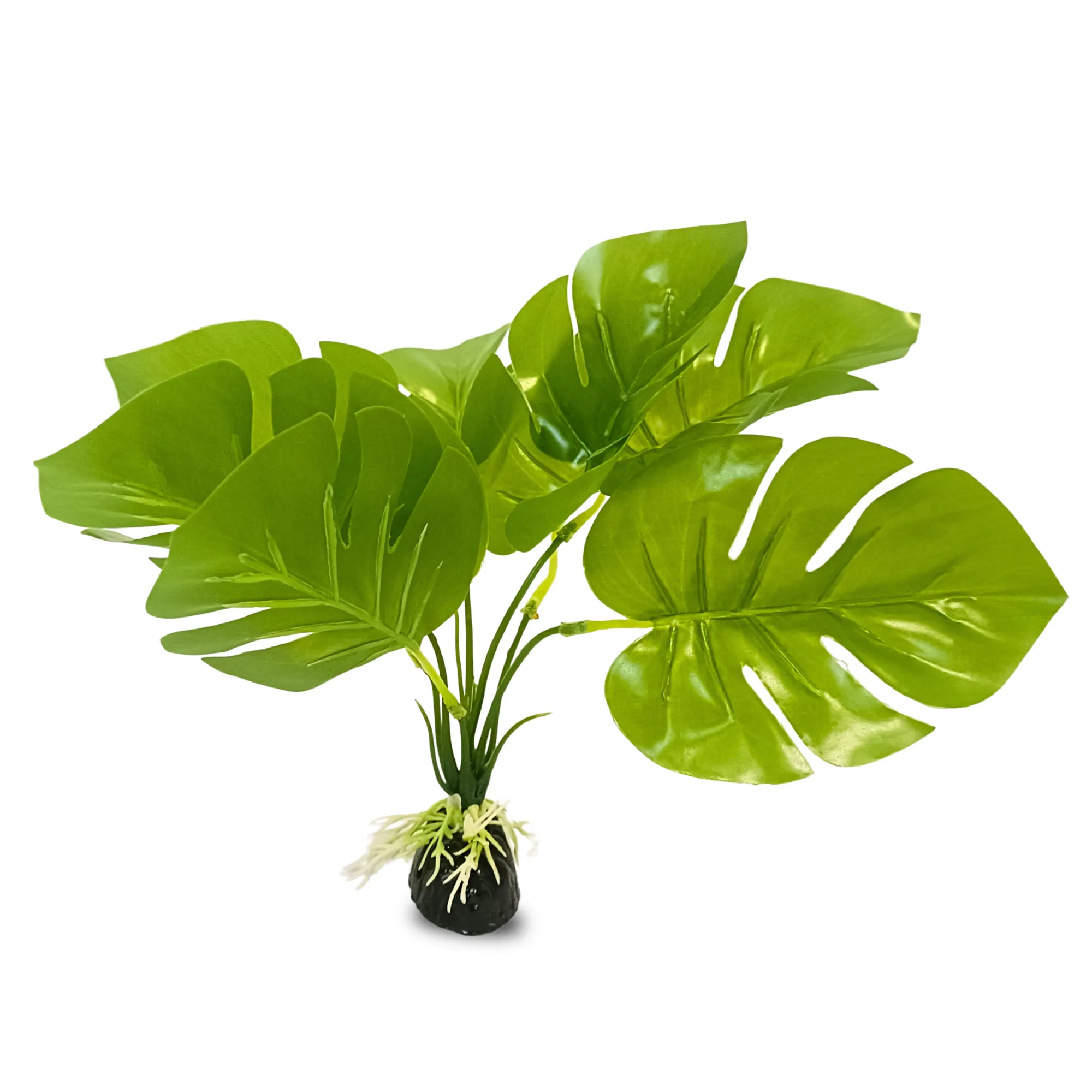 Large Leaf Aquarium Plant Small