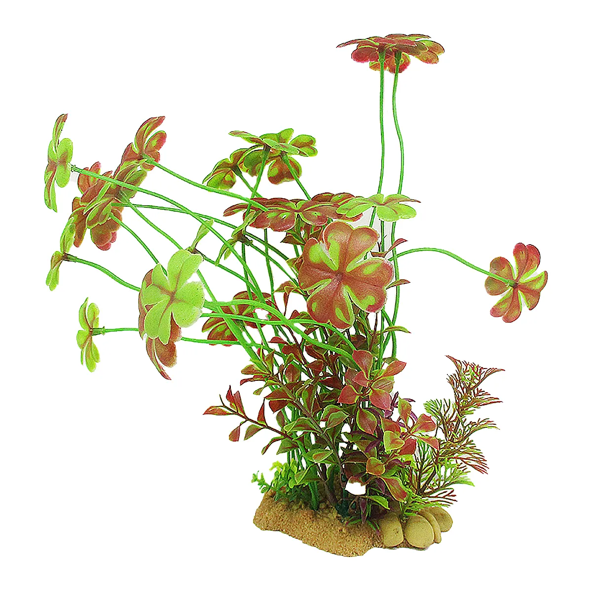 Aquarium Plant Clover – plant for freshwater tank