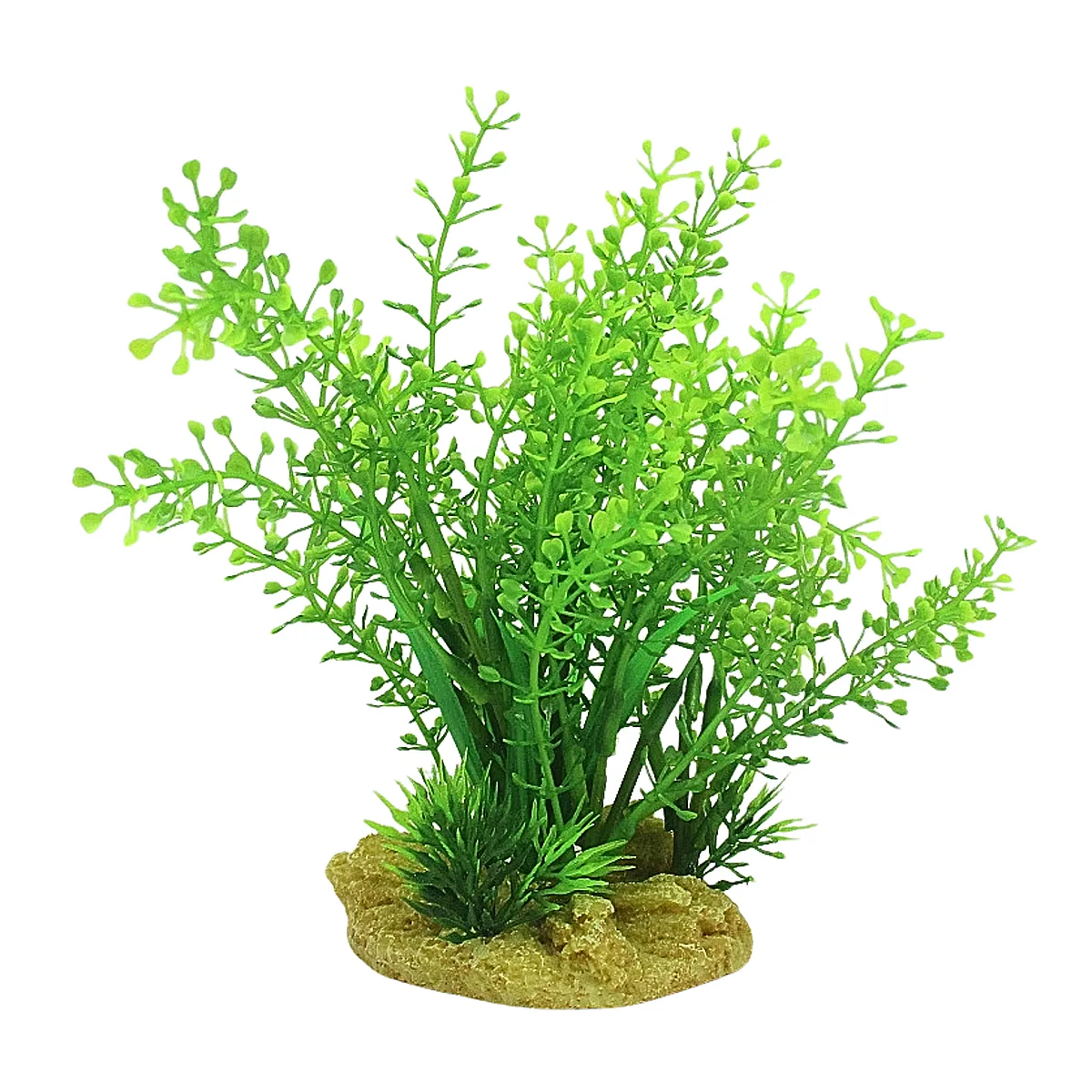 Aquarium Plant Seaspray in freshwater tank – aquatic decor