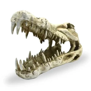 Croc Head Small Reptile Ornament_4