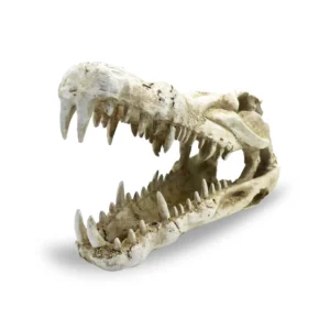 Crocodile Skull Med Aquarium Ornament